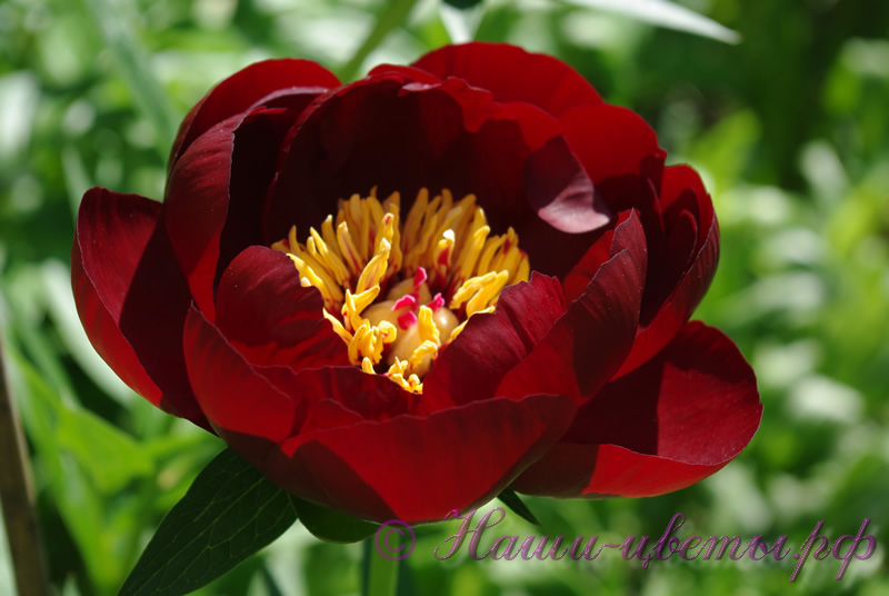 Пион травянистый Блэк Бьюти / Paeonia Black Beauty